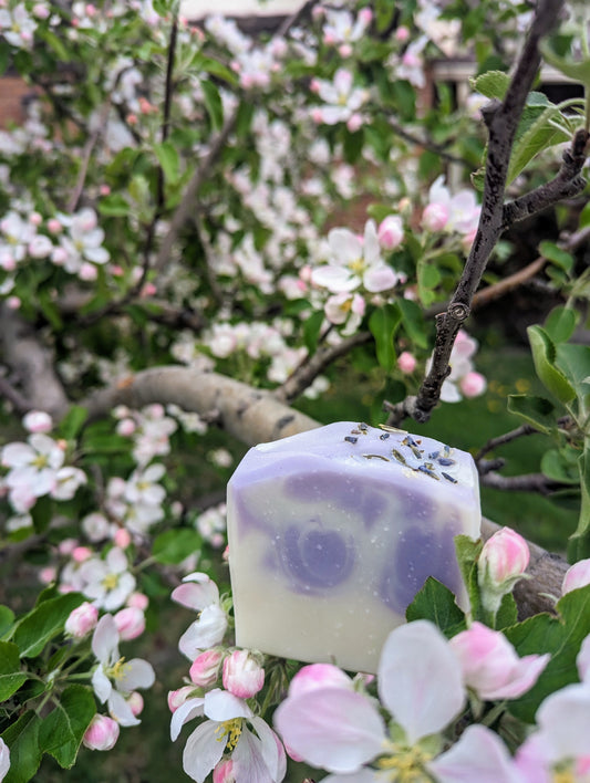 Lavender & Cedar (Soap)