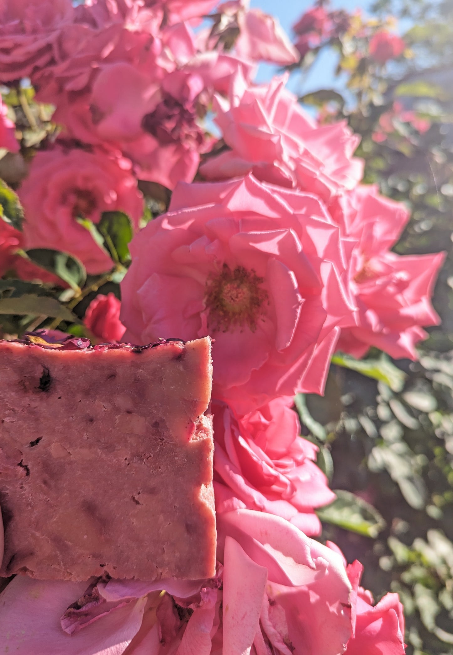 Rose Infusion Soap